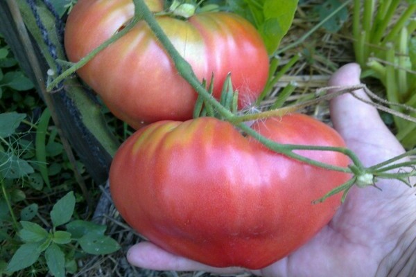 pink honey tomato reviews