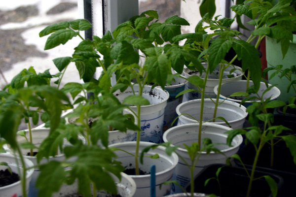 pink honey tomato photo