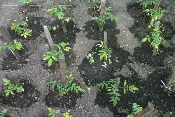 descrição da variedade tomate rosa elefante