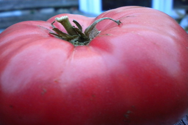 resenhas de tomate rosa elefante
