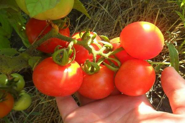 tomato sanka description