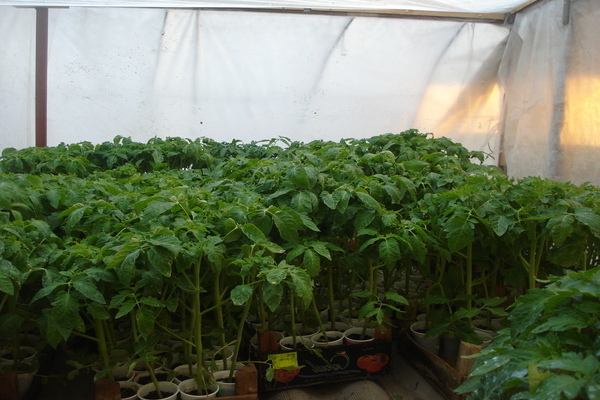 tomato sanka photo