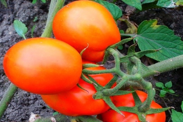 tomato Cream