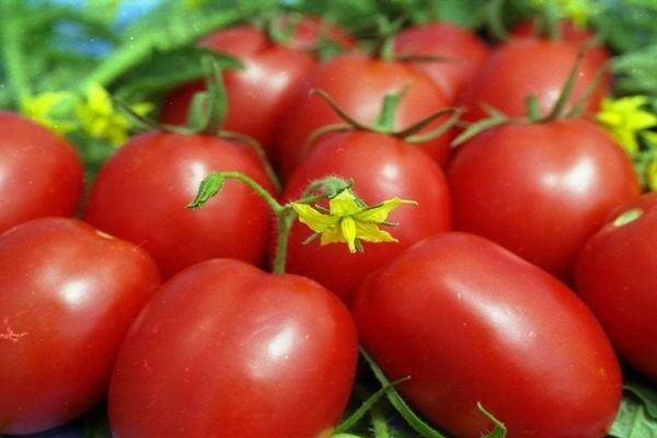 tomato Cream