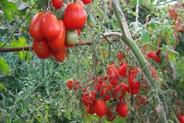 tomato Cream