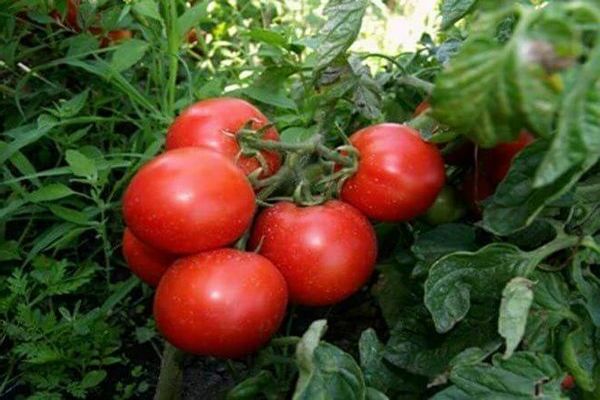 thick tomato reviews