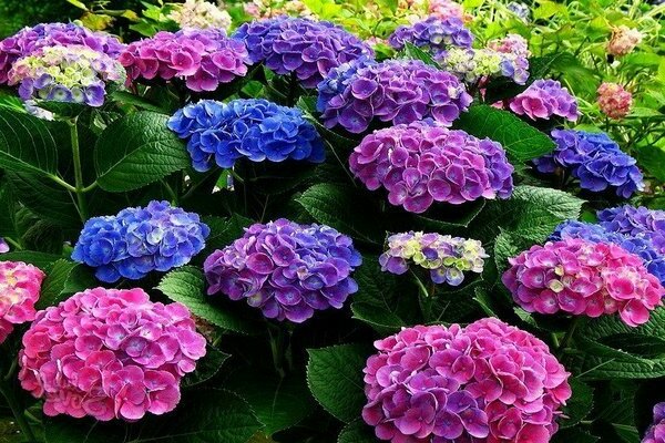 couleur hortensia