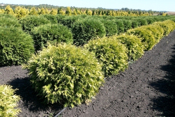 thuja western golden glob description