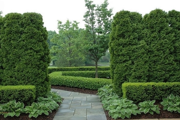 thuja em paisagismo