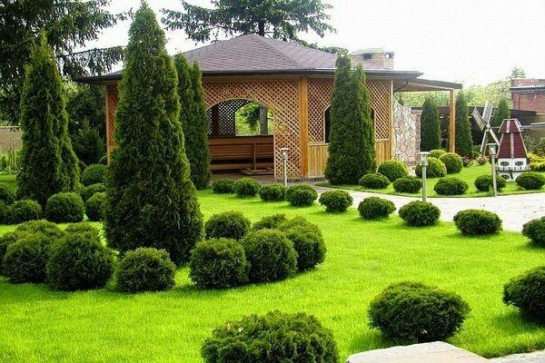thuja em paisagismo