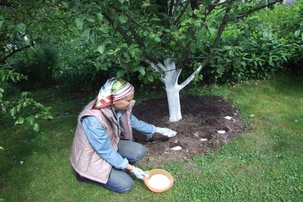fertilizer for apple trees