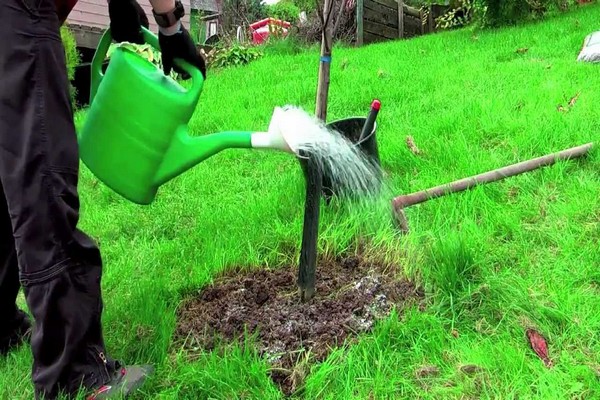 apple tree planting + and care rules