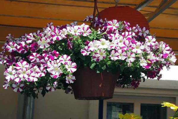 Petunia care