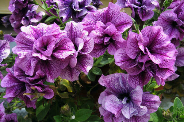 Vegetative petunia