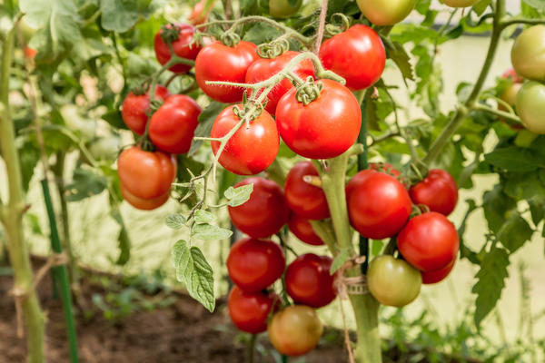 variété de tomate verochka