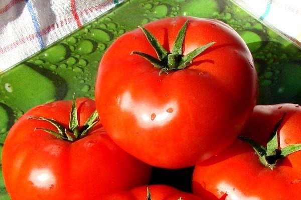 tomate verochka caractéristique