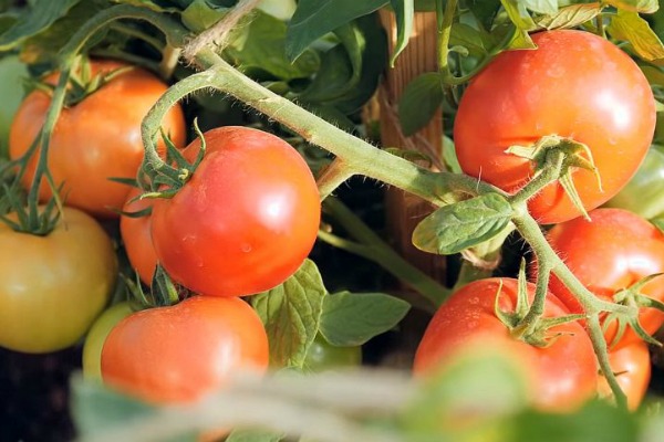 tomate verochka avis photo