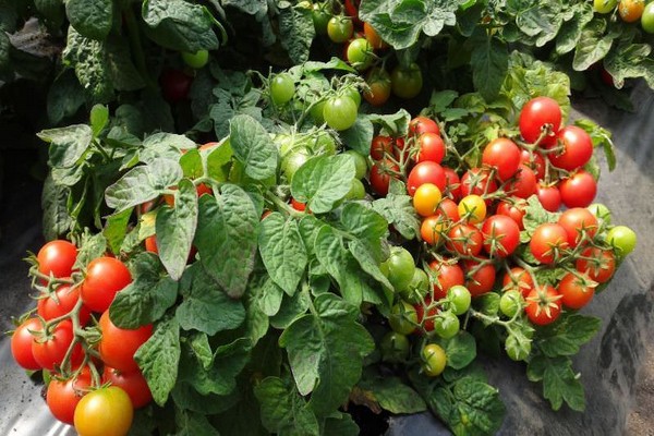 tomate avis apparemment invisible