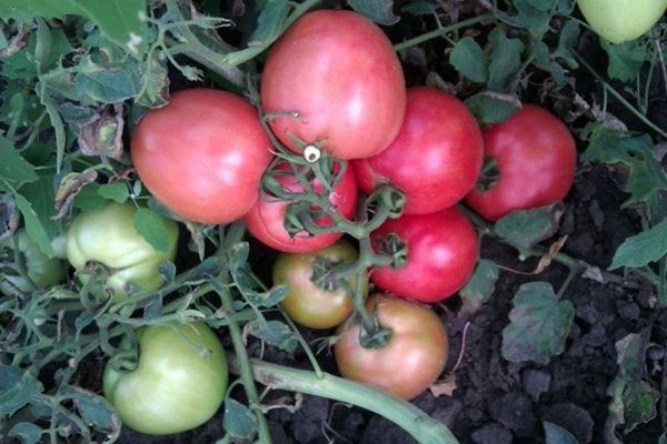 tomate apparemment invisible avis photo