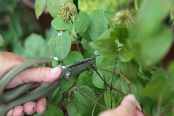 wilt + clematis + how to treat