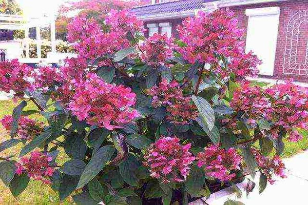 hortênsia weems ed foto