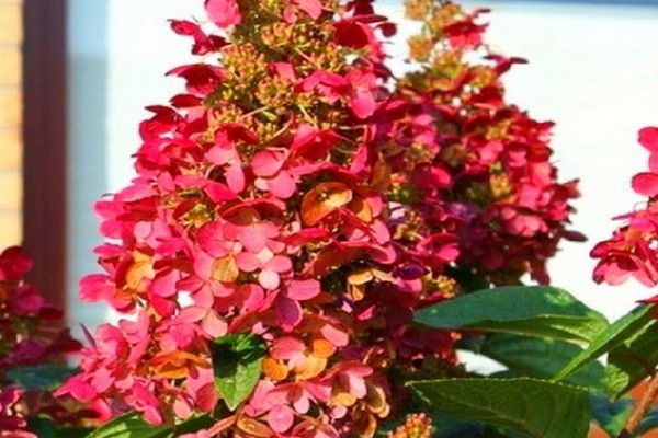 Wims Red Paniculata