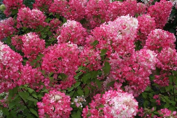 wims red paniculata