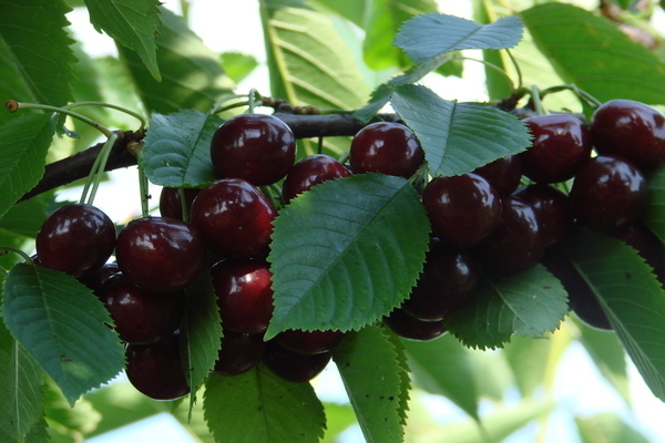 variété de cerise kharitonovskaya