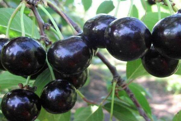 Avis sur Cherry Shokoladnitsa