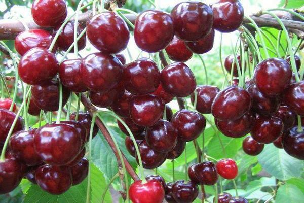 Cherry Leningradskaya black