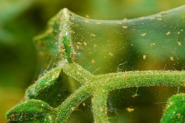 parasites du pétunia