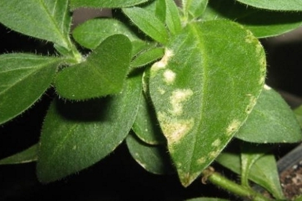 parasites du pétunia