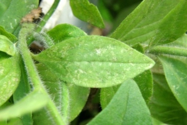 parasites du pétunia