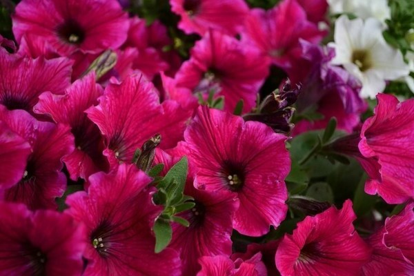 Petunia withers