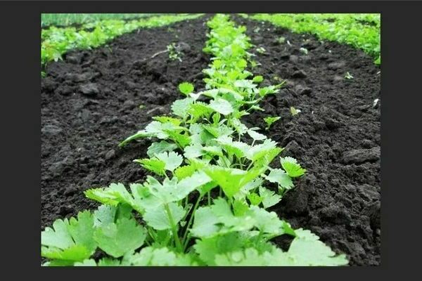 Growing parsley outdoors