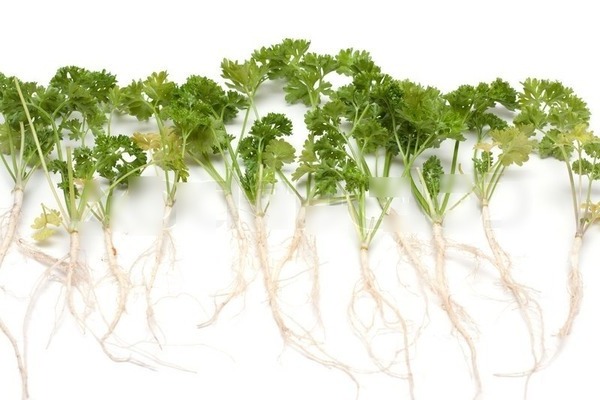 Growing parsley outdoors