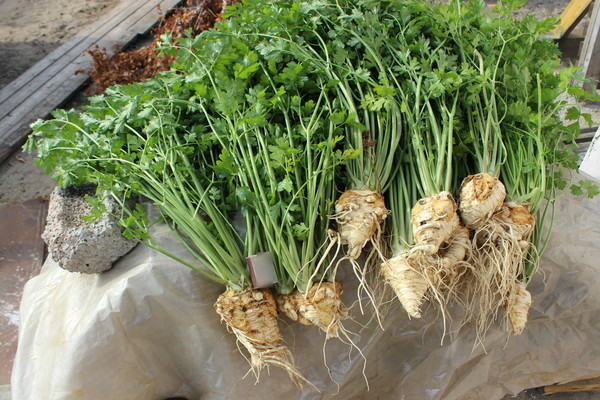 Growing parsley outdoors