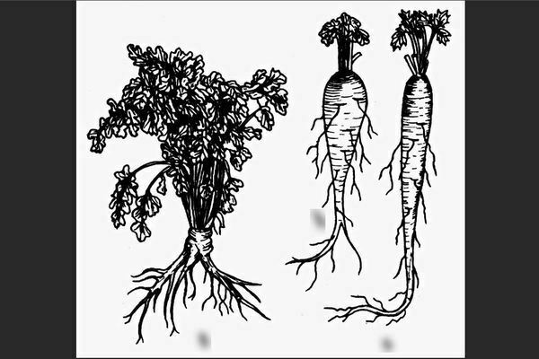 Growing parsley outdoors