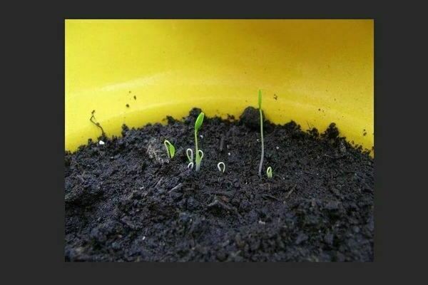 Parsley growing from seeds