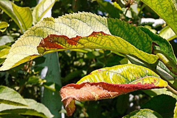 maladie des feuilles de pommier
