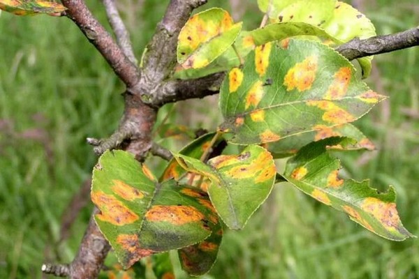 maladie des feuilles de pommier