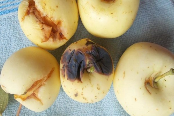 pourquoi les pommes craquent + sur un pommier