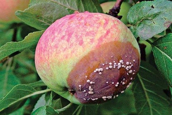 pourquoi les pommes craquent