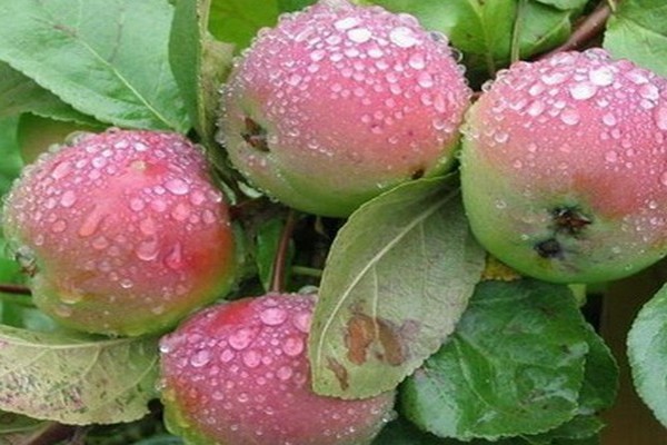 bébé pommier