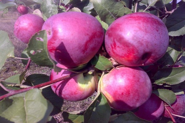 cherry apple tree photo