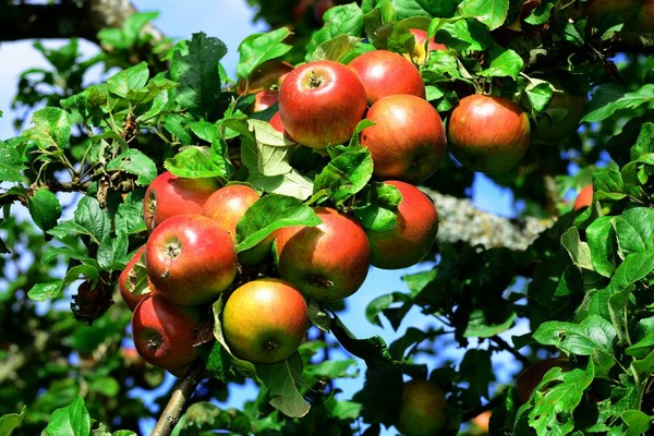 Apple tree cherry