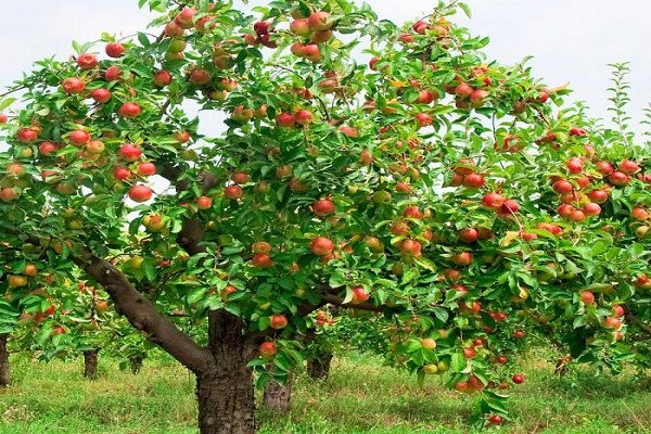 cherry apple tree description