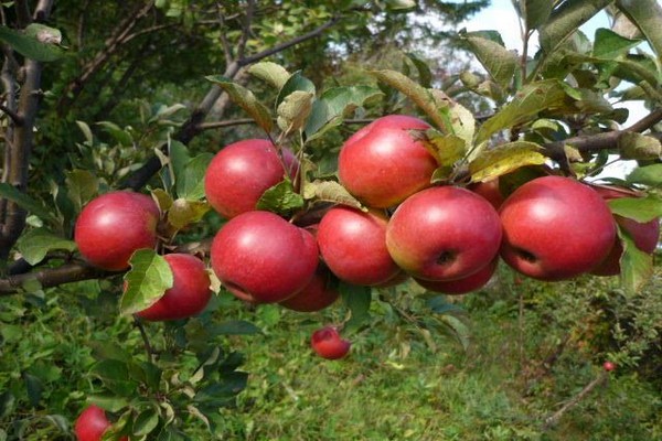 cherry apple tree description photo