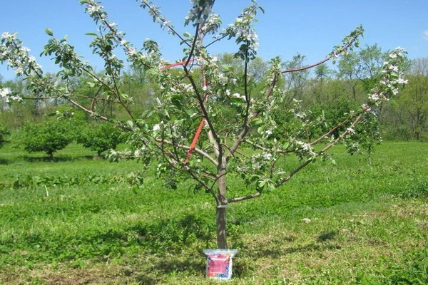 apple tree + does not bear fruit + what to do