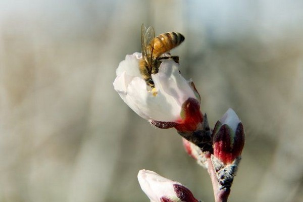 the apple tree stopped bearing fruit